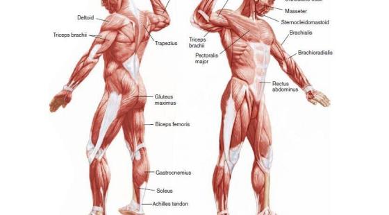 周日詞匯&nbsp;10章&nbsp;骨骼肌肉系統(tǒng)