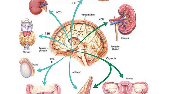 13章&nbsp;內(nèi)分泌系統(tǒng)