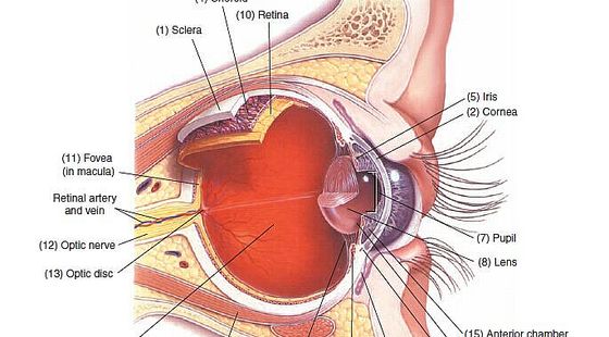 15章&nbsp;感覺(jué)系統(tǒng)