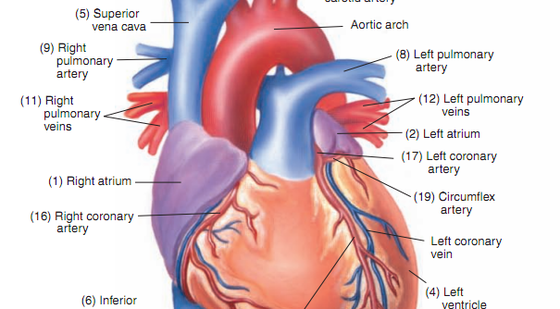詞匯&nbsp;8章&nbsp;心血管系統(tǒng)