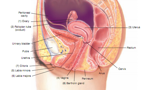 詞匯&nbsp;12章&nbsp;&nbsp;女性生殖系統(tǒng)