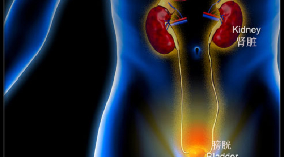 泌尿系統(tǒng)--導學