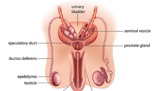 添翼ISPN/RN醫(yī)學詞匯課&nbsp;第七章&nbsp;男性生殖系統(tǒng)&nbsp;male&nbsp;reproductive&nbsp;system