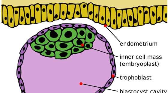添翼2017-2018ISPN/RN專業(yè)課&nbsp;26章&nbsp;懷孕相關(guān)的風(fēng)險