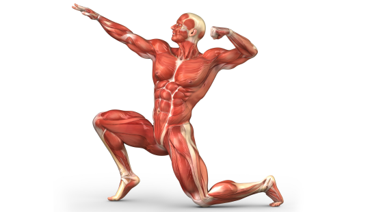 2017-2018年度醫(yī)學(xué)詞匯課&nbsp;第十四章&nbsp;肌骨系統(tǒng)