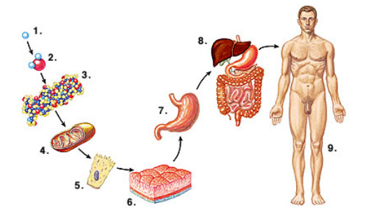 2018年暑期班&nbsp;第二章&nbsp;&nbsp;Body&nbsp;Structure,&nbsp;Color,&nbsp;and&nbsp;Oncology