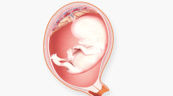2018年暑期班&nbsp;第九章&nbsp;Obstetric&nbsp;And&nbsp;Neonatology