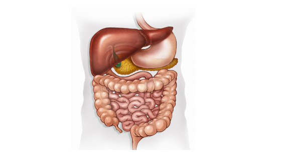 2018年暑期班&nbsp;第十一章&nbsp;Digestive&nbsp;System