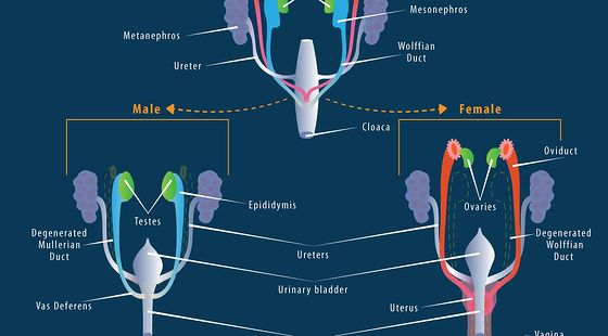 添翼2018-2019&nbsp;ISPNRN&nbsp;專業(yè)課&nbsp;第24章&nbsp;生殖系統(tǒng)