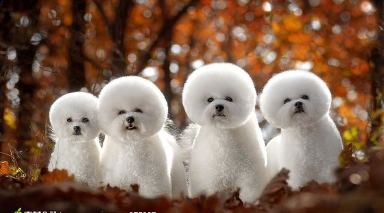 SWF格式課程----駕車(chē)游戲