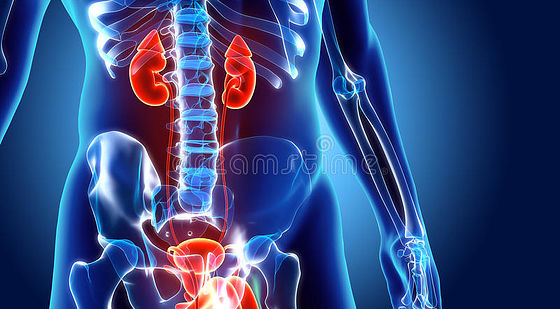 添翼2018-2019&nbsp;ISPN/RN專業(yè)課&nbsp;第58章成人腎臟和泌尿系統(tǒng)疾病